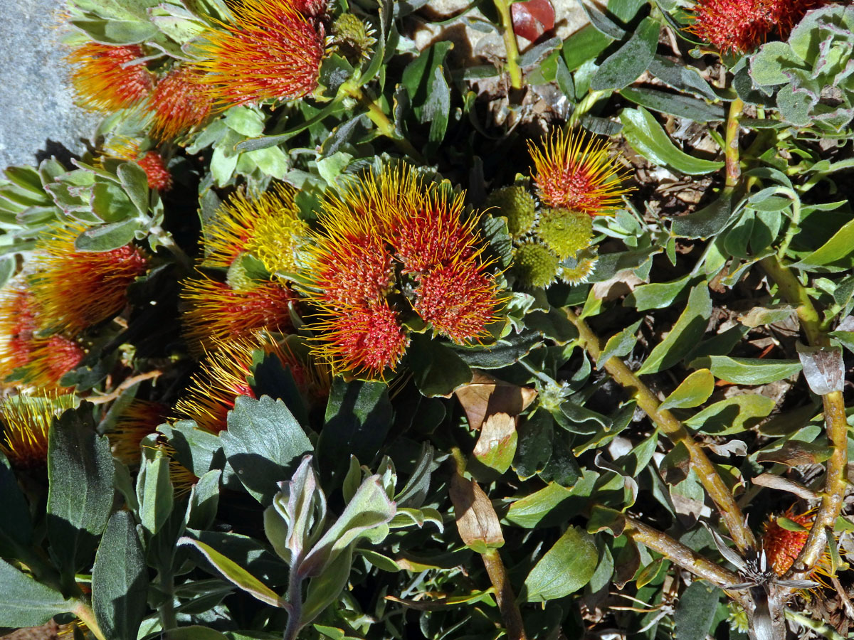 Leucospermum oleifolium R. Br.