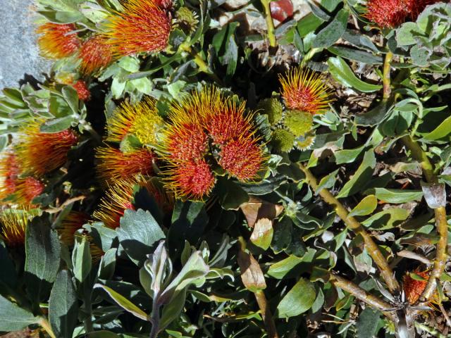 Leucospermum oleifolium R. Br.