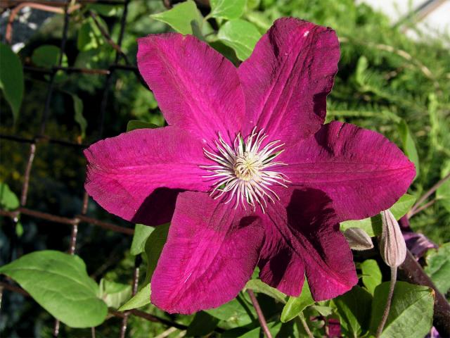 Plamének vlašský (Clematis viticella L.)