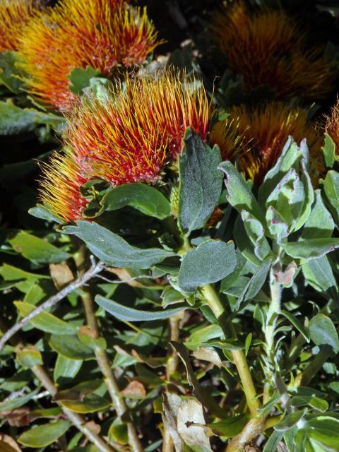 Leucospermum oleifolium R. Br.