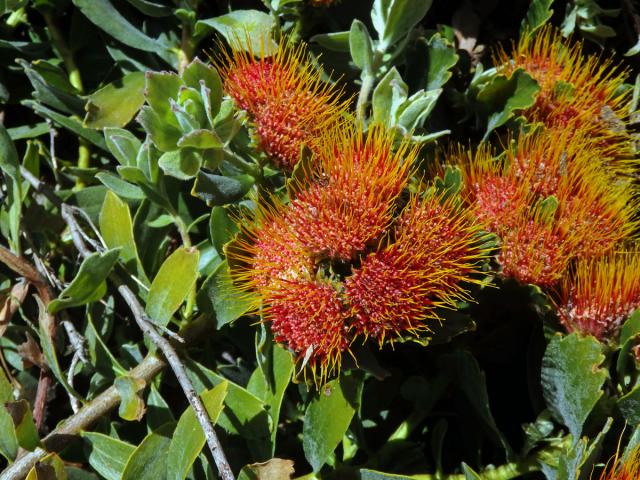 Leucospermum oleifolium R. Br.