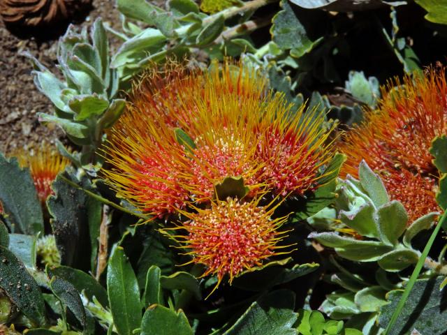 Leucospermum oleifolium R. Br.