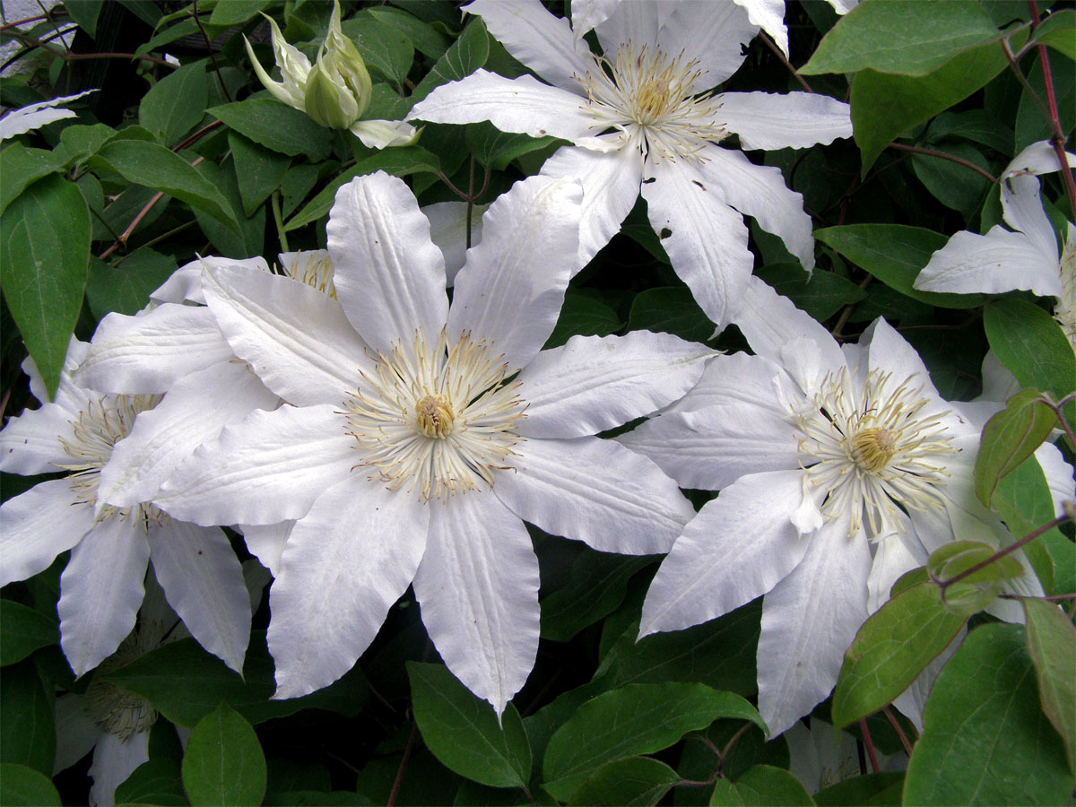 Plamének vlašský (Clematis viticella L.)