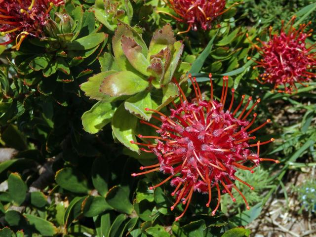 Leucospermum cuneiforme Burm. f.) Rourke