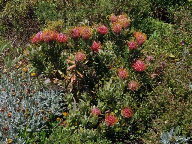 Leucospermum cuneiforme Burm. f.) Rourke