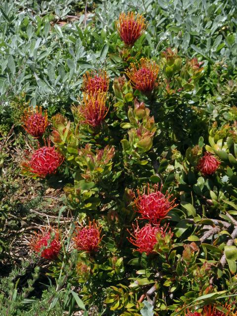 Leucospermum cuneiforme Burm. f.) Rourke