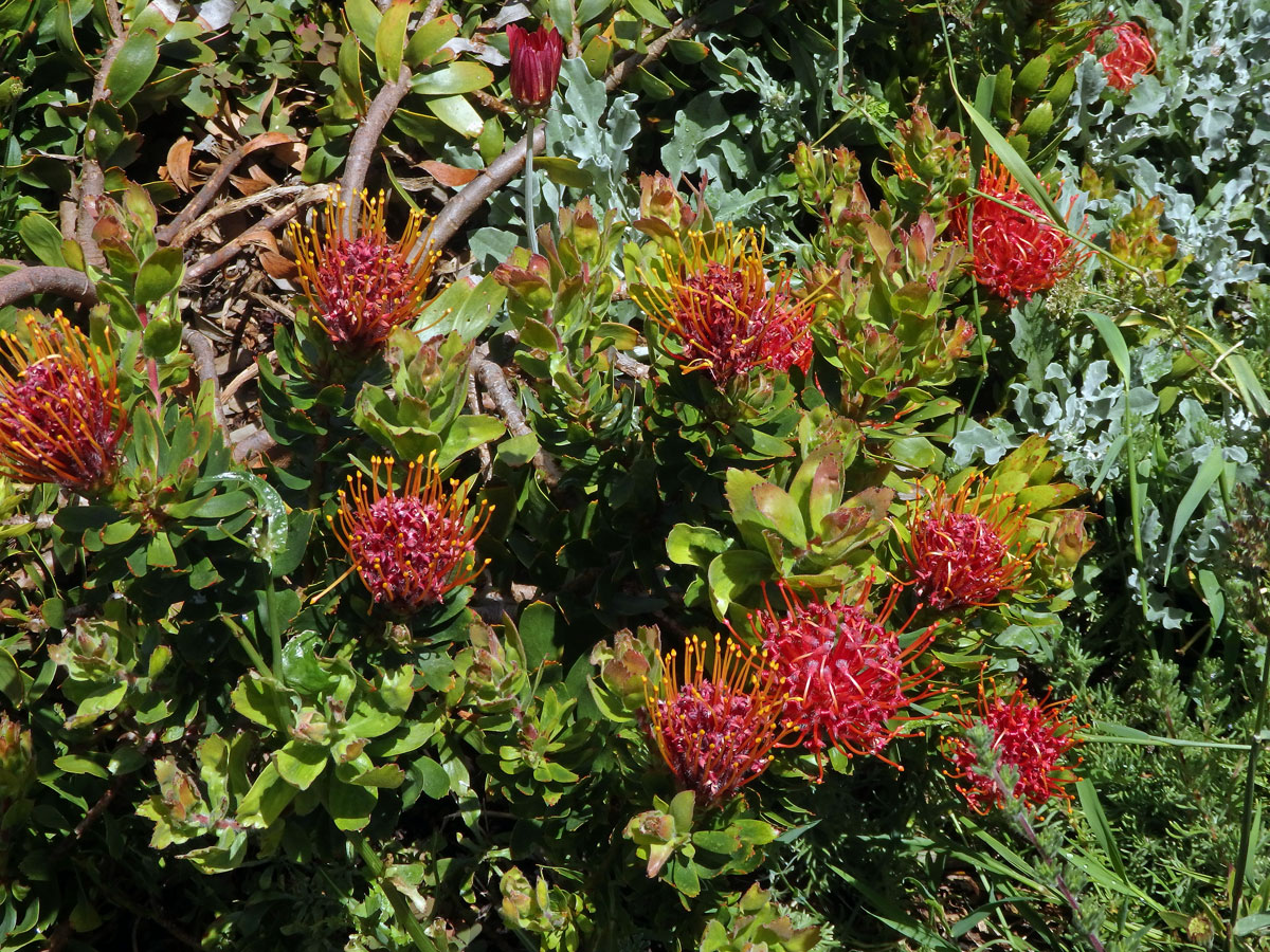 Leucospermum cuneiforme Burm. f.) Rourke