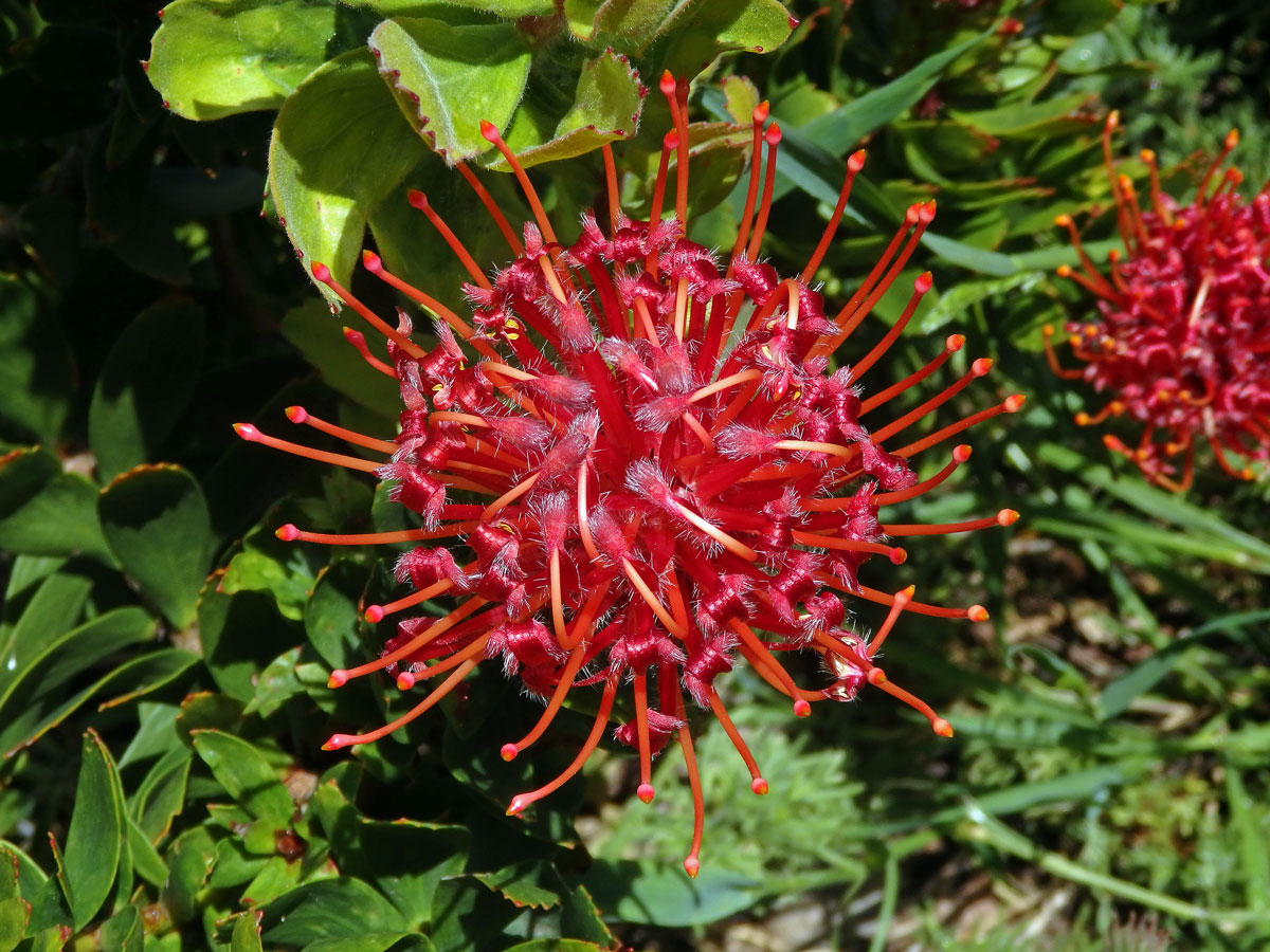 Leucospermum cuneiforme Burm. f.) Rourke