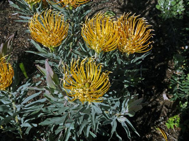 Leucospermum catherinae Compton