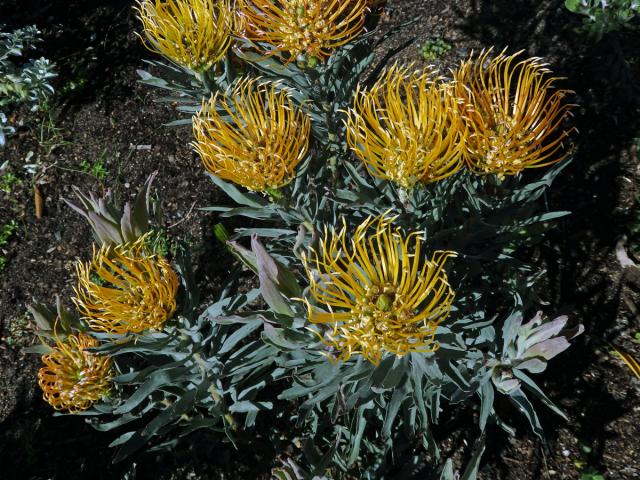 Leucospermum catherinae Compton