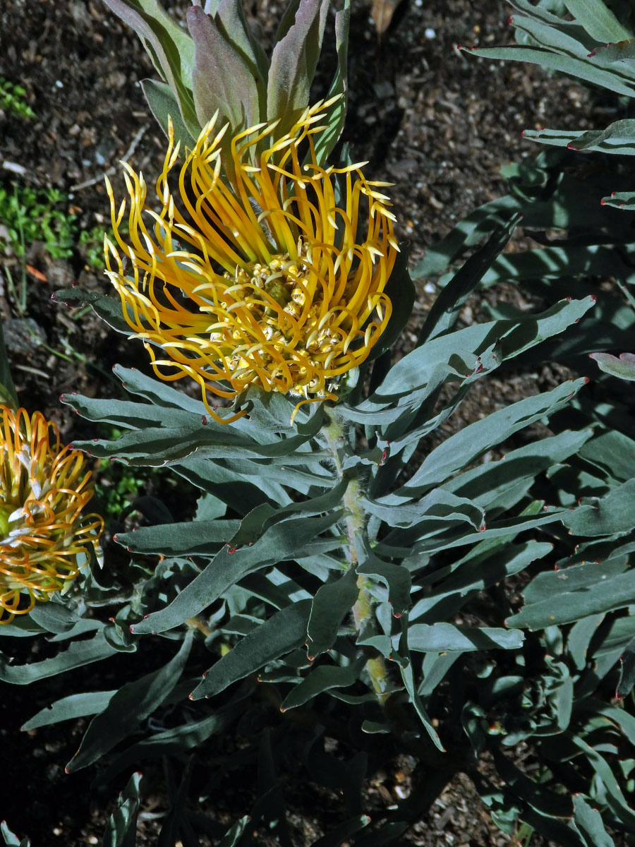 Leucospermum catherinae Compton