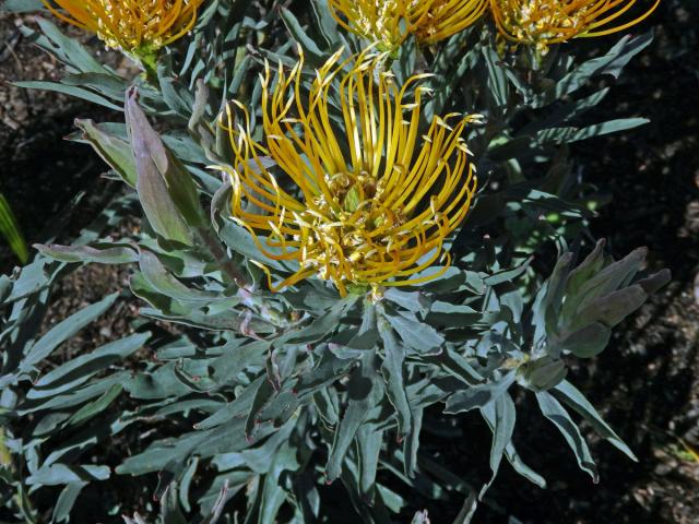 Leucospermum catherinae Compton