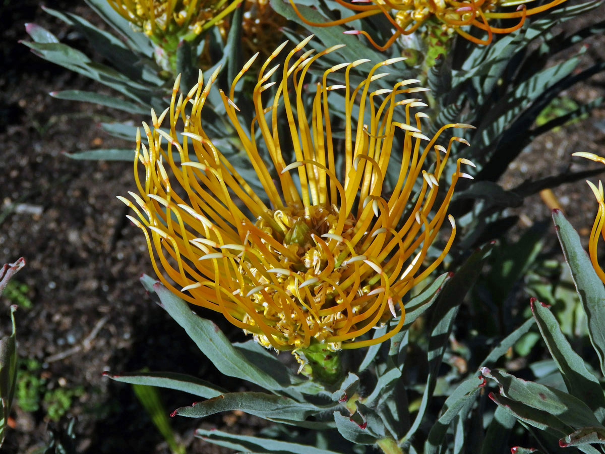 Leucospermum catherinae Compton