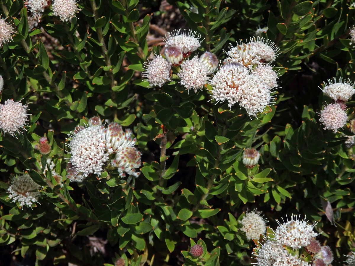 Leucospermum bolusii Gand.