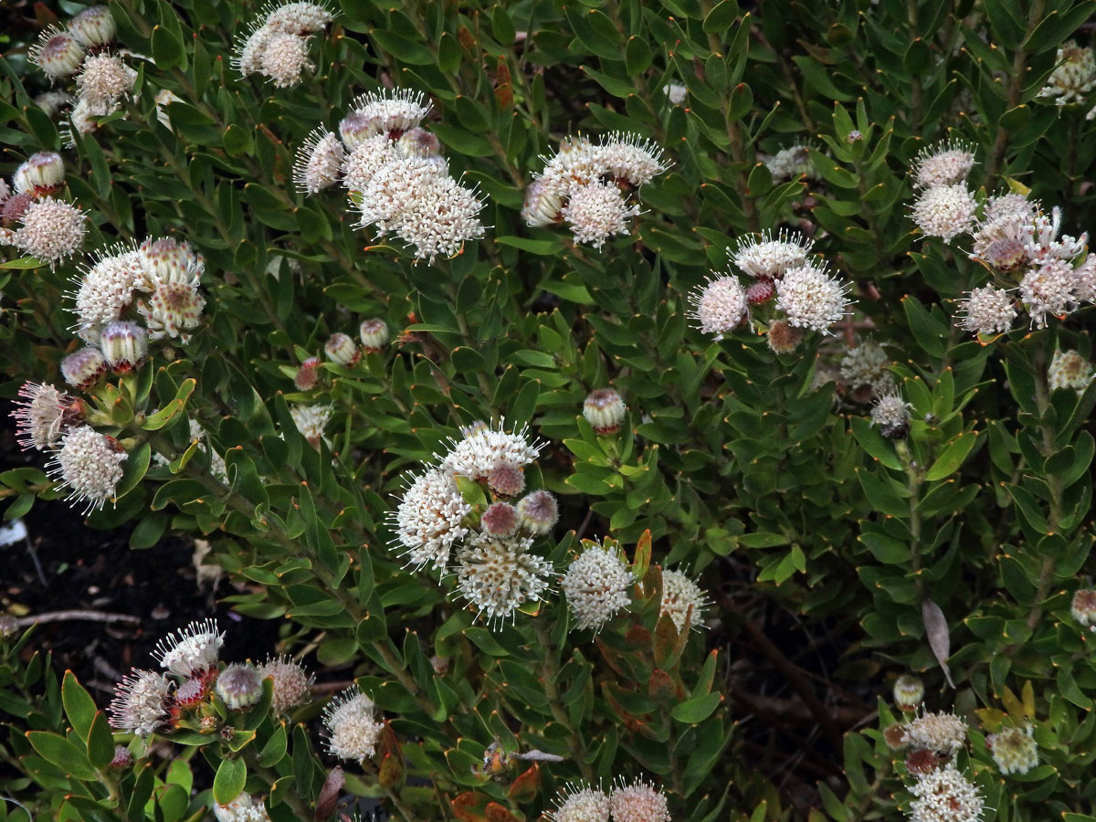 Leucospermum bolusii Gand.