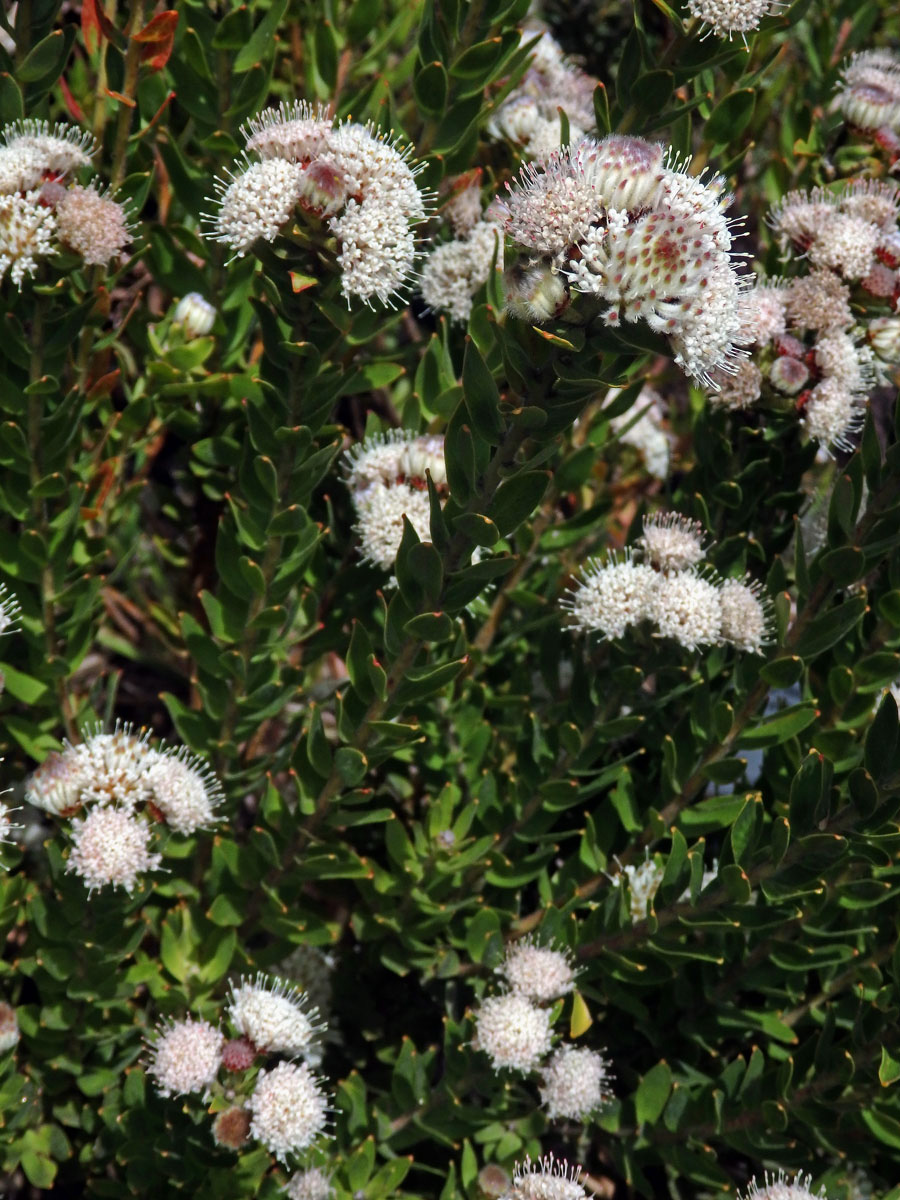 Leucospermum bolusii Gand.