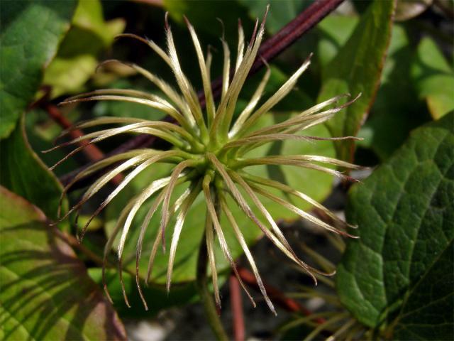 Plamének vlašský (Clematis viticella L.)