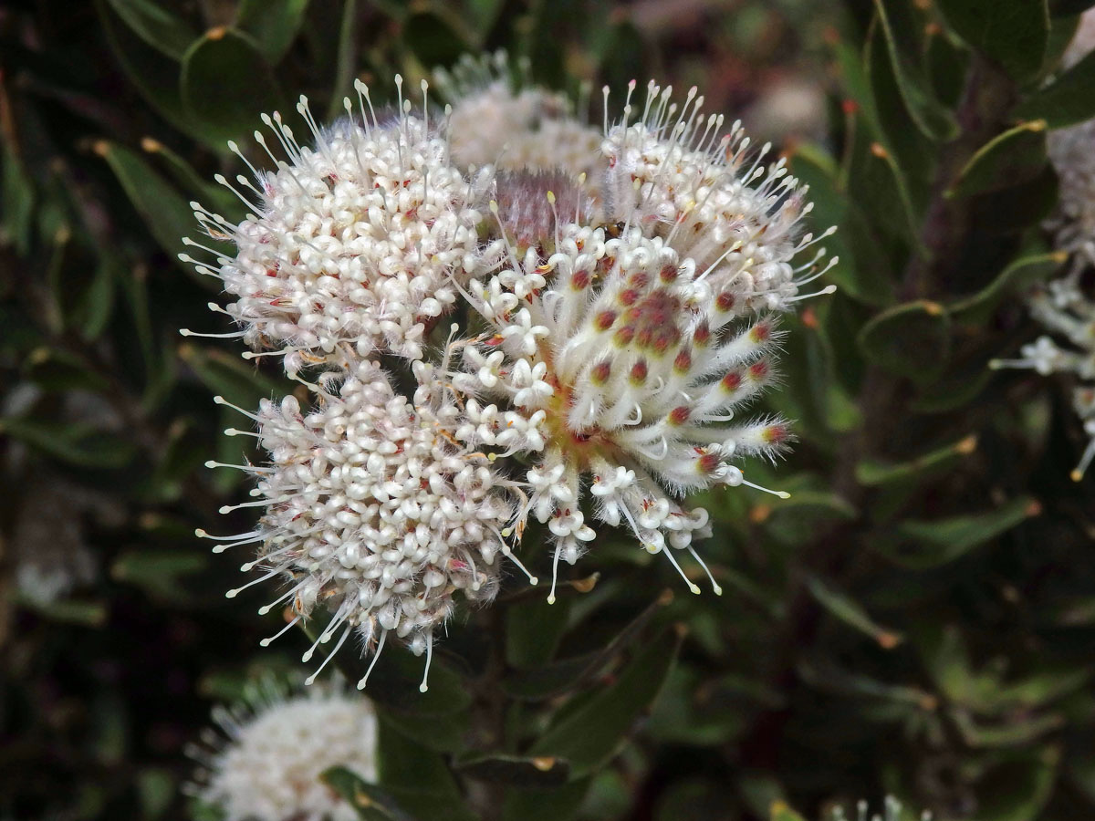 Leucospermum bolusii Gand.