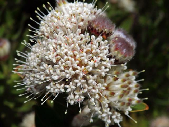 Leucospermum bolusii Gand.