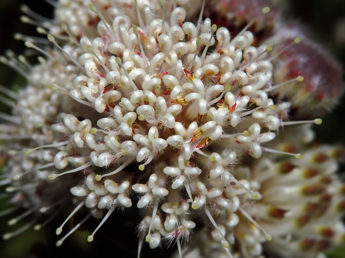 Leucospermum bolusii Gand.