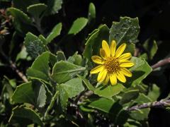 Chrysanthemoides monilifera (L.) Norl.