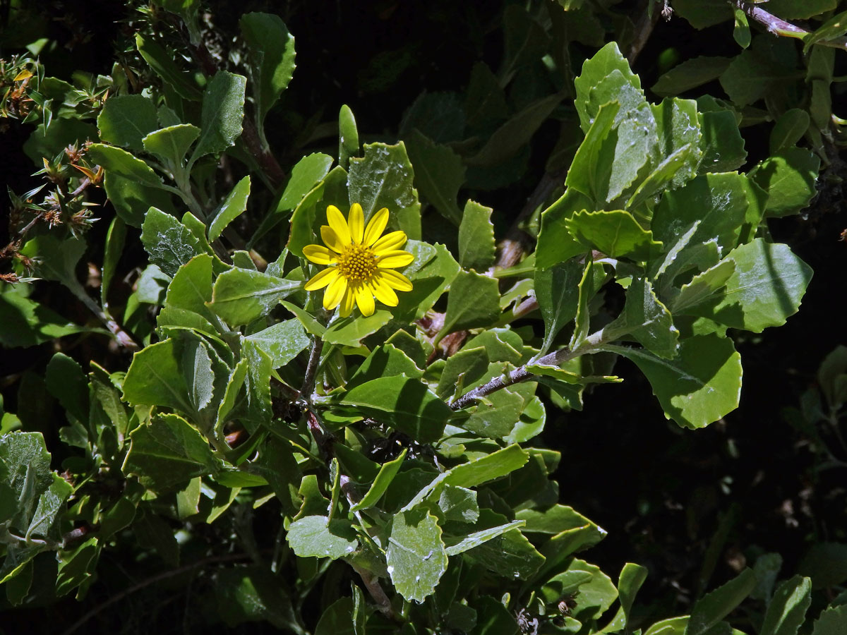 Chrysanthemoides monilifera (L.) Norl.