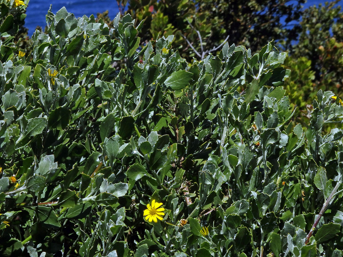 Chrysanthemoides monilifera (L.) Norl.