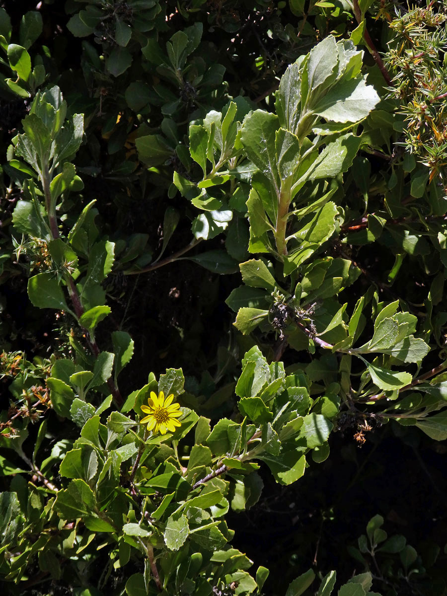 Chrysanthemoides monilifera (L.) Norl.