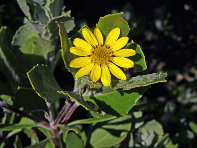 Chrysanthemoides monilifera (L.) Norl.