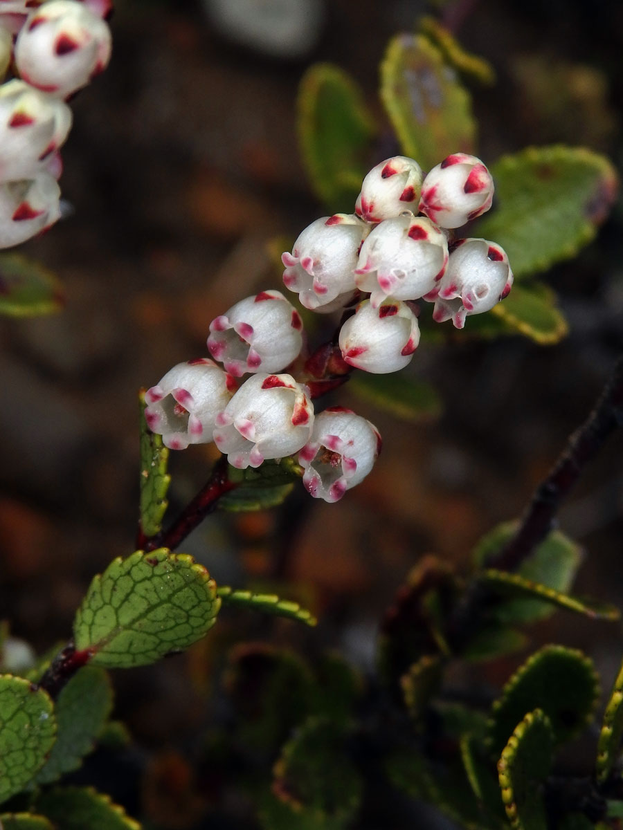 Libavka (Gaultheria colensoi Hook. f.)