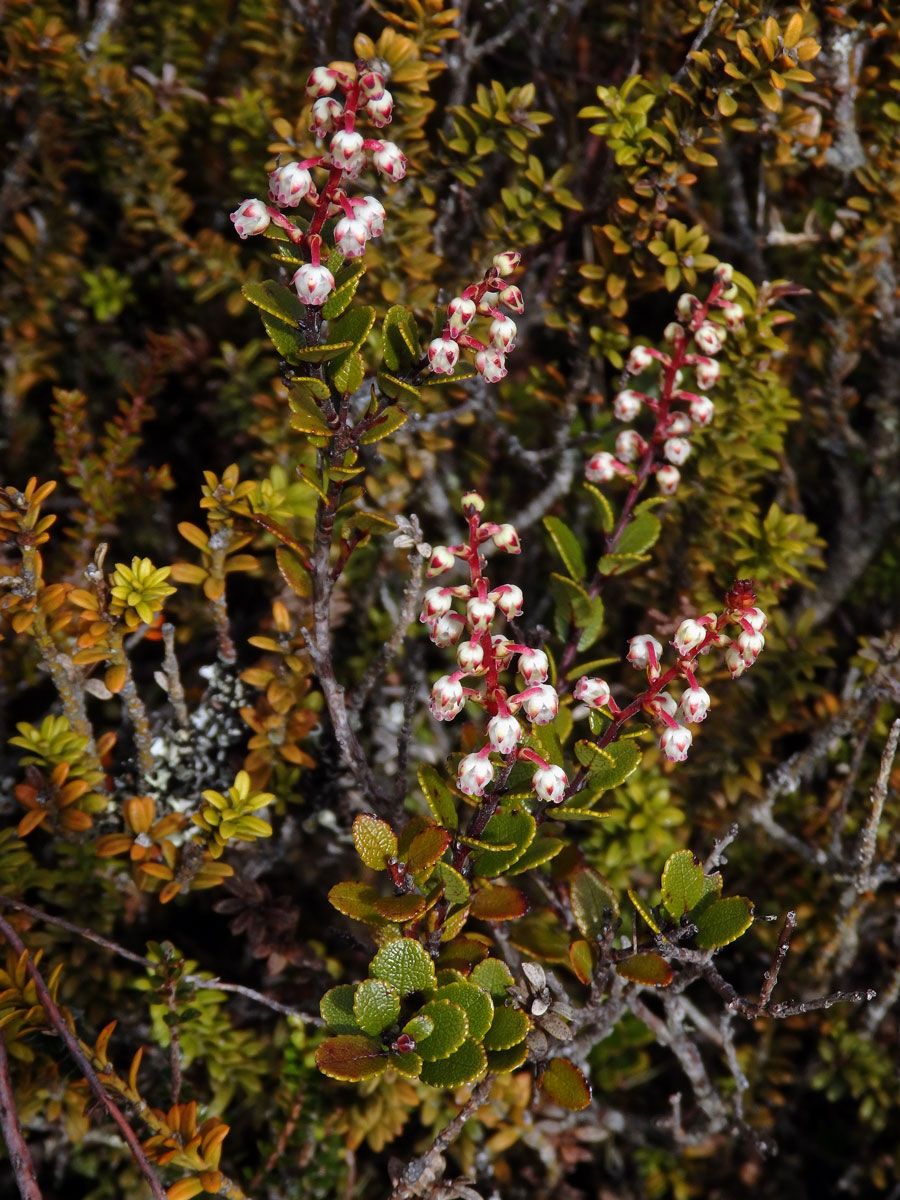 Libavka (Gaultheria colensoi Hook. f.)