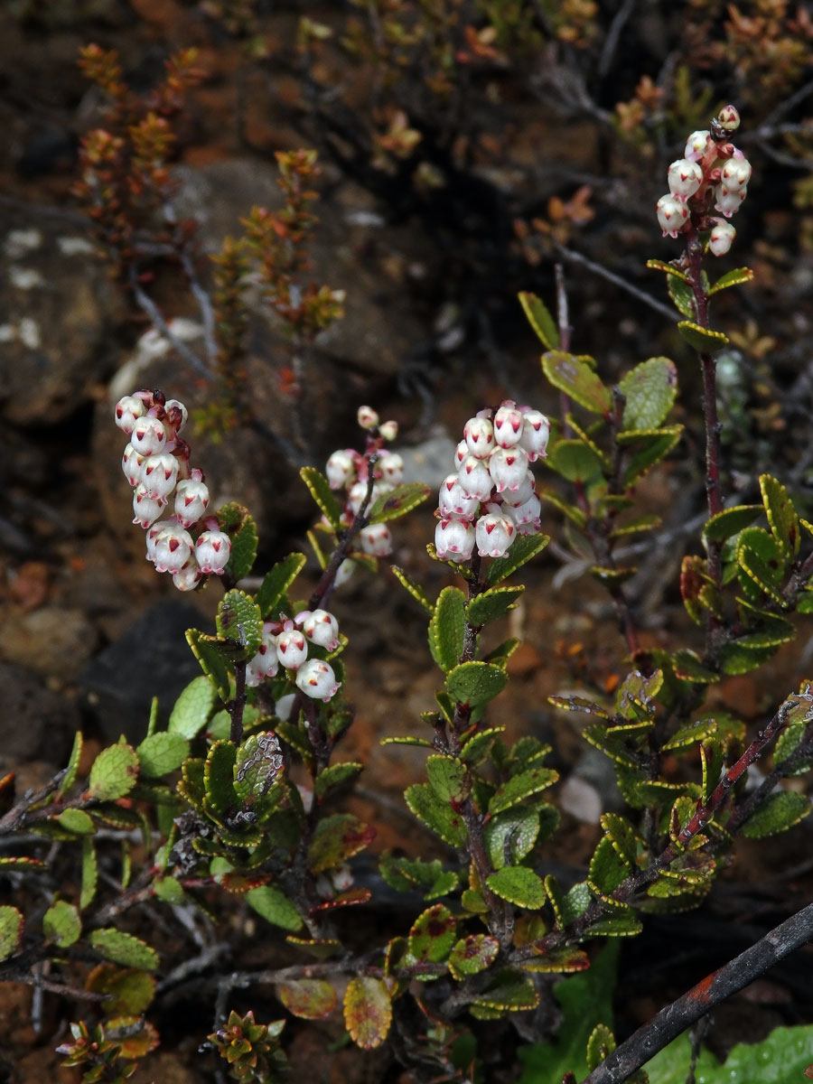 Libavka (Gaultheria colensoi Hook. f.)