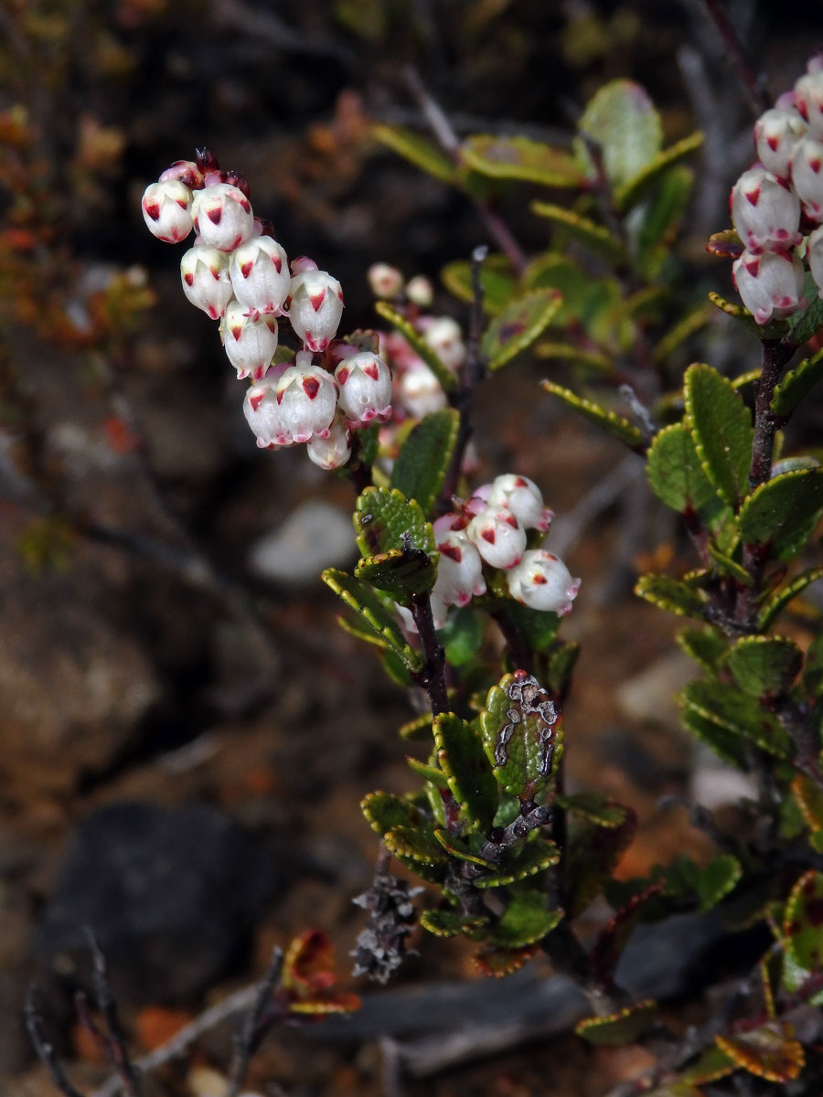 Libavka (Gaultheria colensoi Hook. f.)