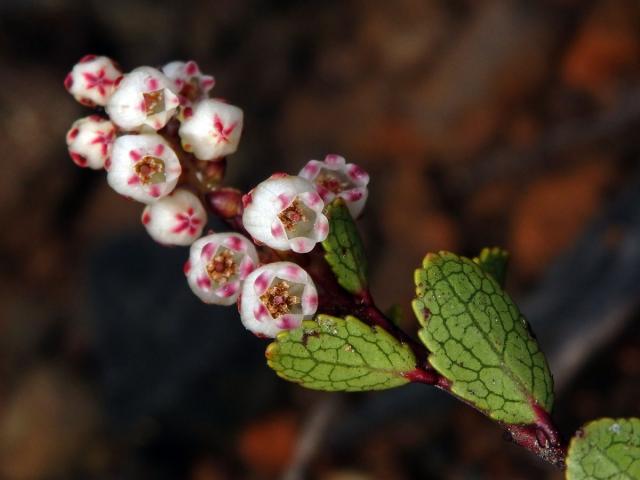 Libavka (Gaultheria colensoi Hook. f.)