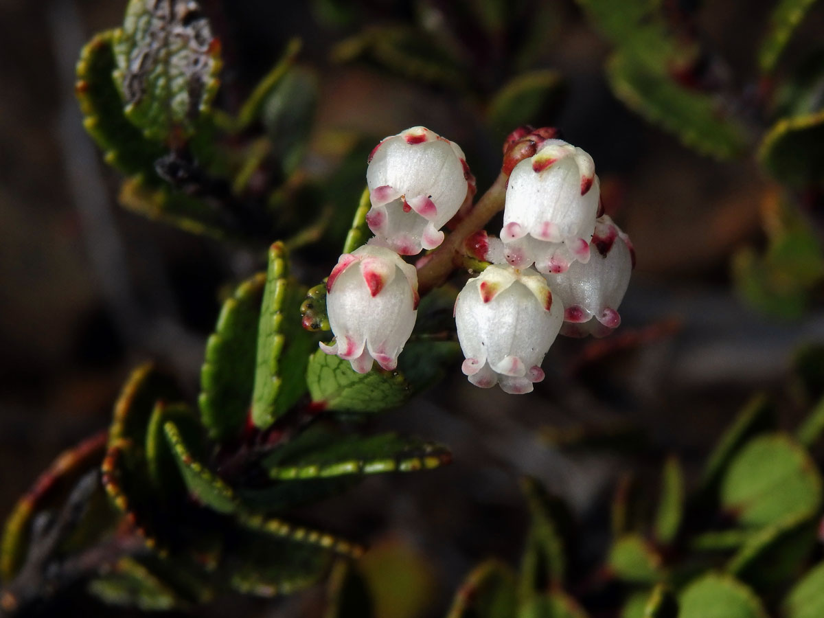 Libavka (Gaultheria colensoi Hook. f.)