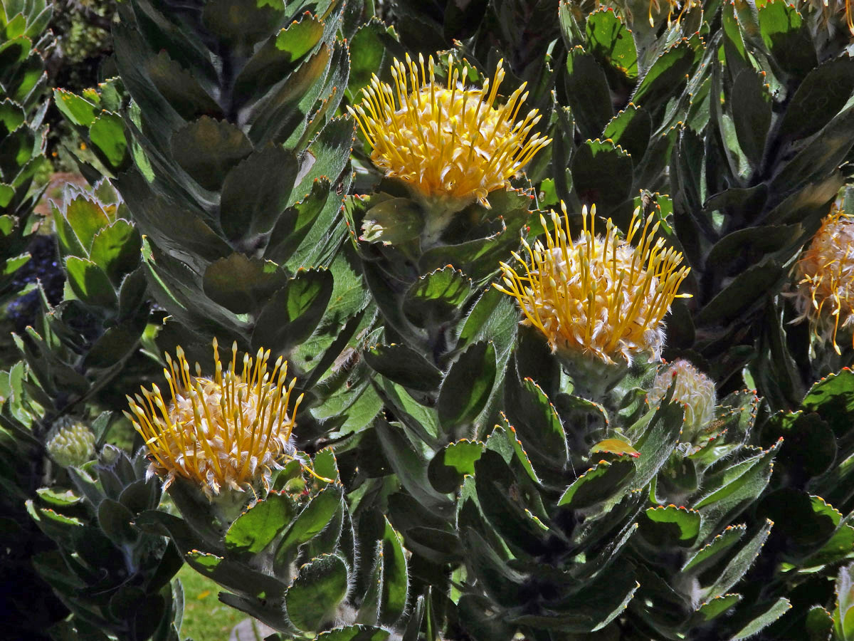 Leucospermum conocarpodendron subsp. viridum Rourke