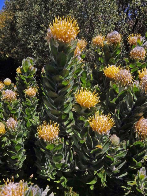 Leucospermum conocarpodendron subsp. viridum Rourke