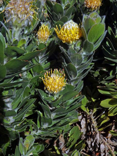 Leucospermum conocarpodendron subsp. viridum Rourke