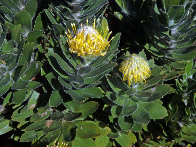 Leucospermum conocarpodendron subsp. viridum Rourke