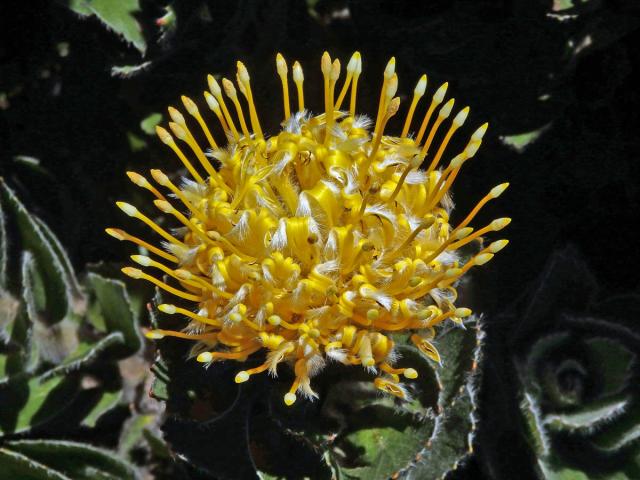 Leucospermum conocarpodendron subsp. viridum Rourke