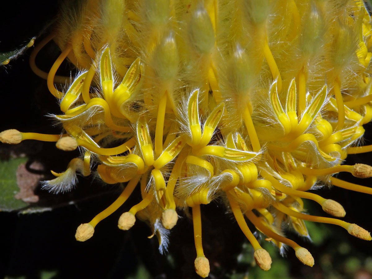 Leucospermum conocarpodendron subsp. viridum Rourke