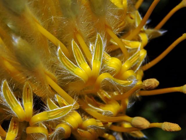 Leucospermum conocarpodendron subsp. viridum Rourke