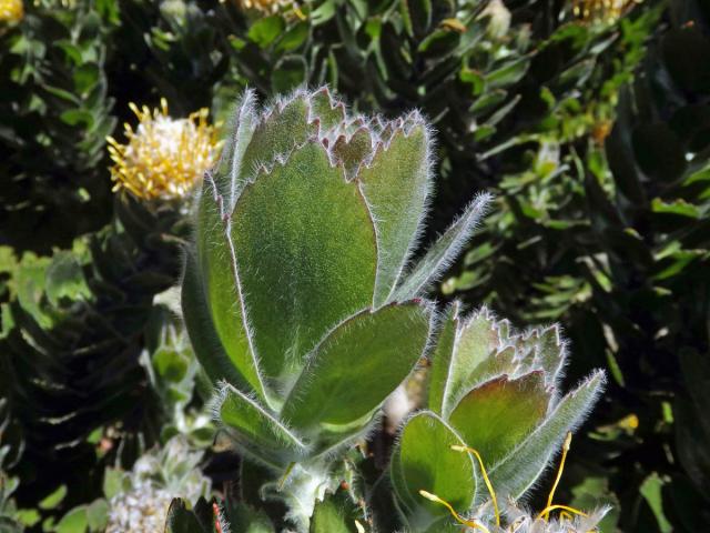 Leucospermum conocarpodendron subsp. viridum Rourke