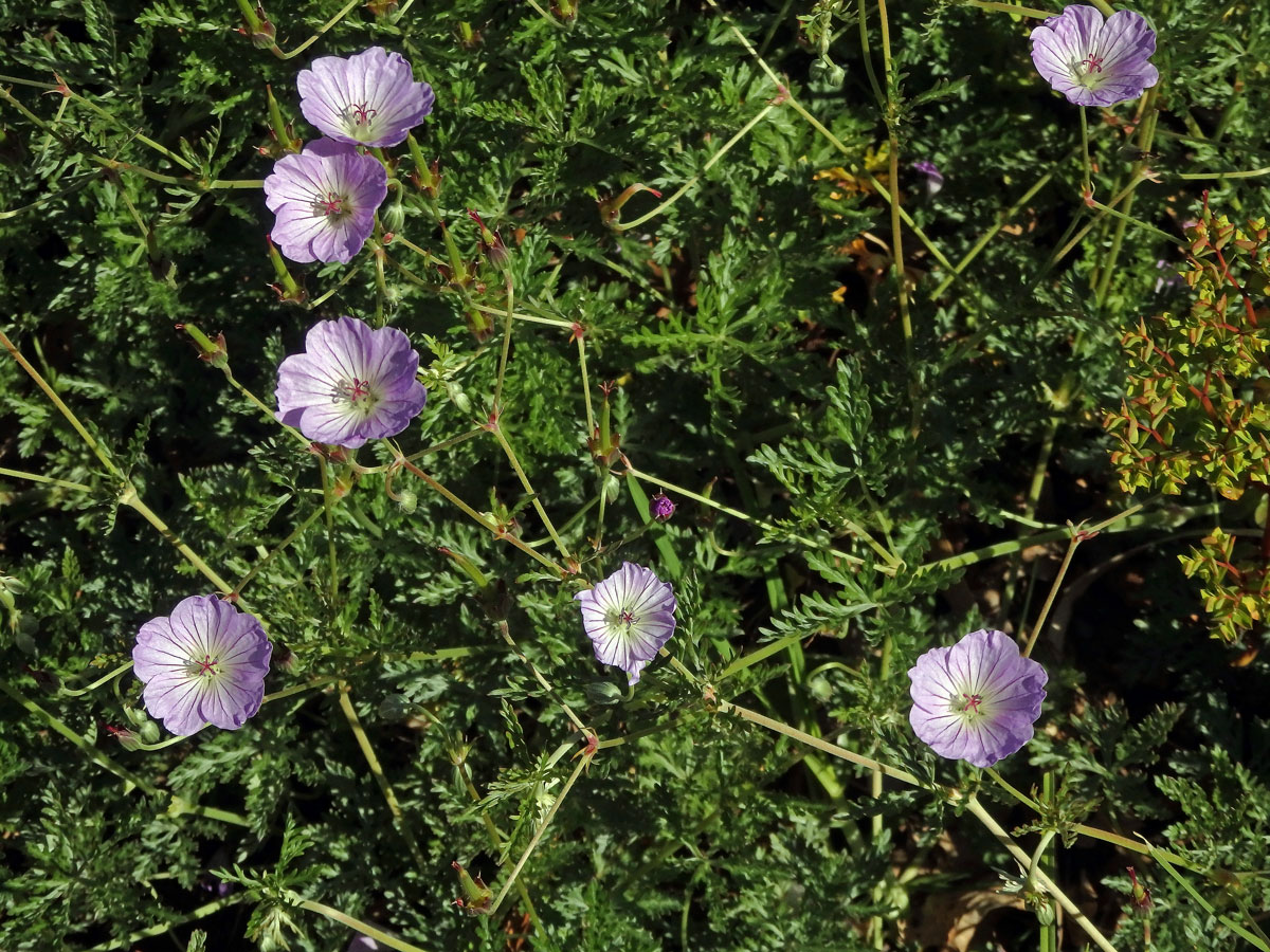 Kakost (Geranium multisectum N. E. Br.)