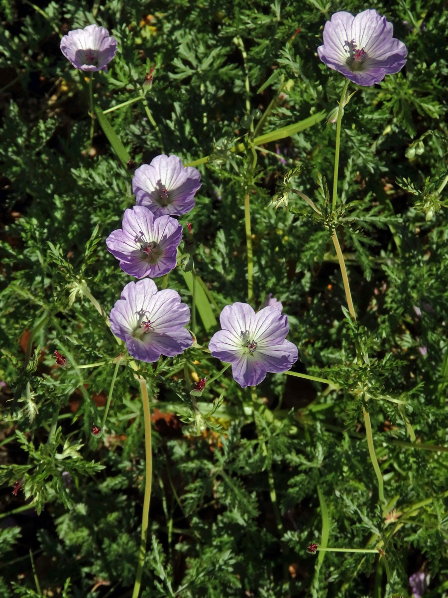 Kakost (Geranium multisectum N. E. Br.)