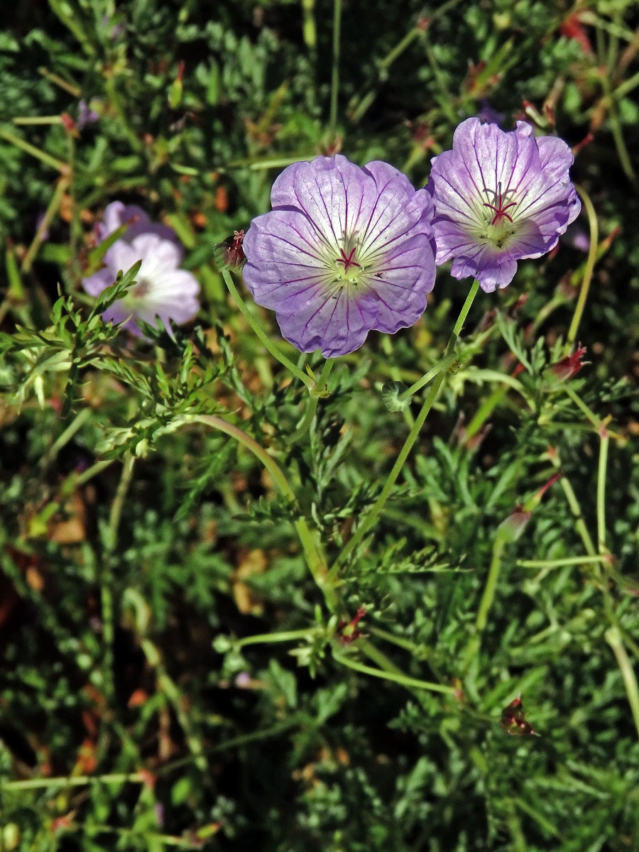 Kakost (Geranium multisectum N. E. Br.)