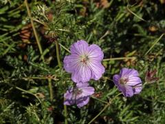 Kakost (Geranium multisectum N. E. Br.)