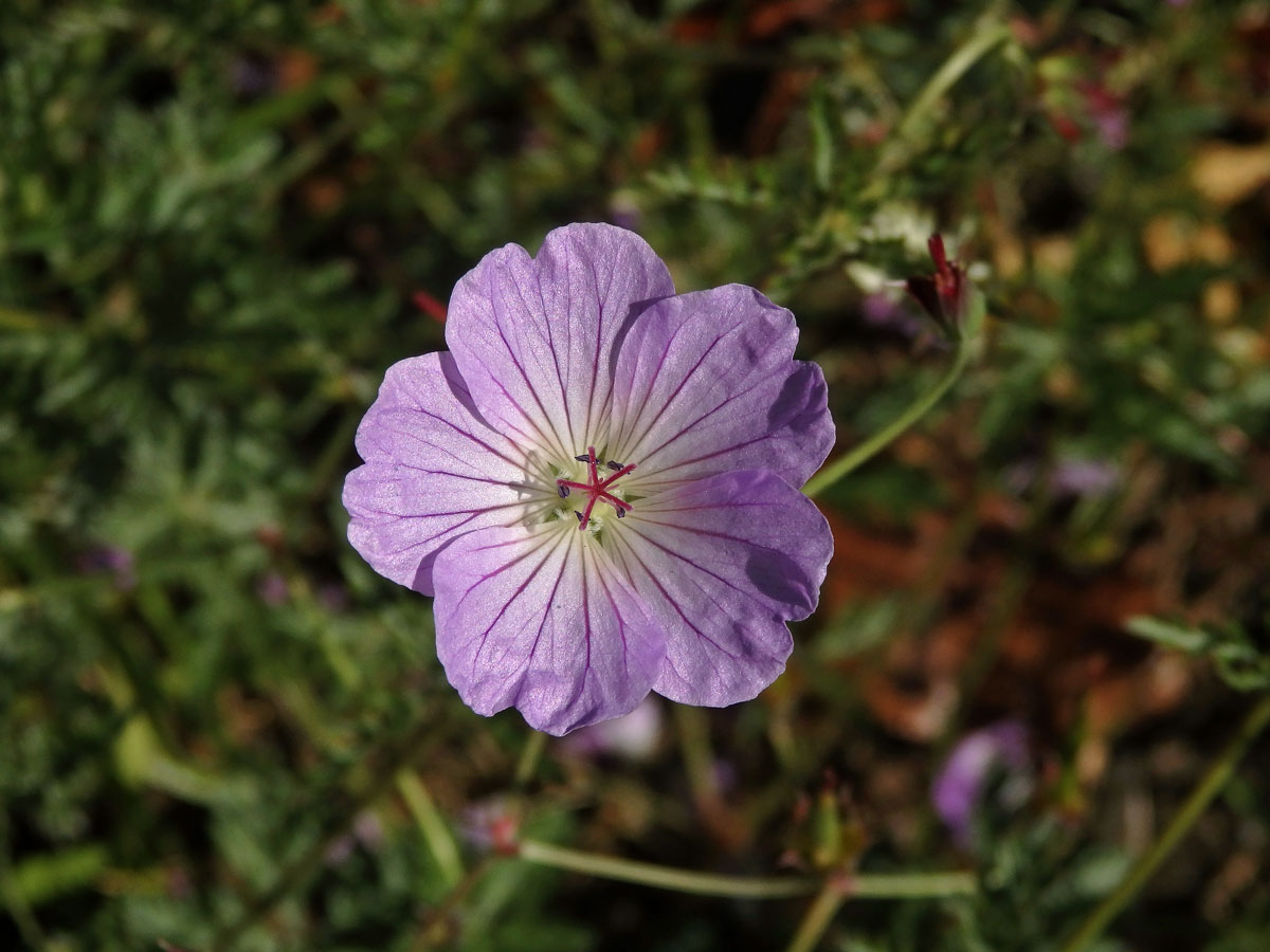 Kakost (Geranium multisectum N. E. Br.)