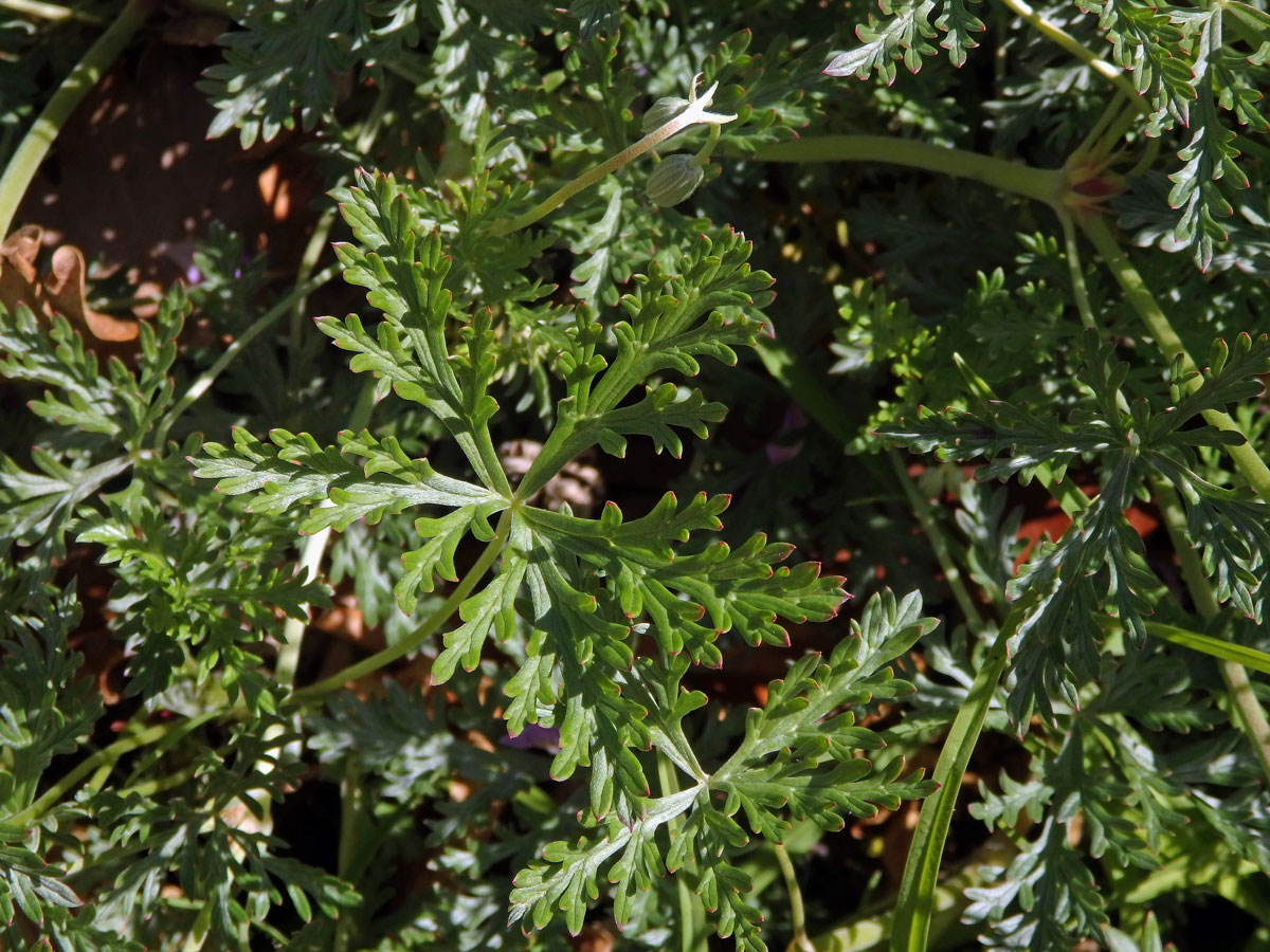 Kakost (Geranium multisectum N. E. Br.)