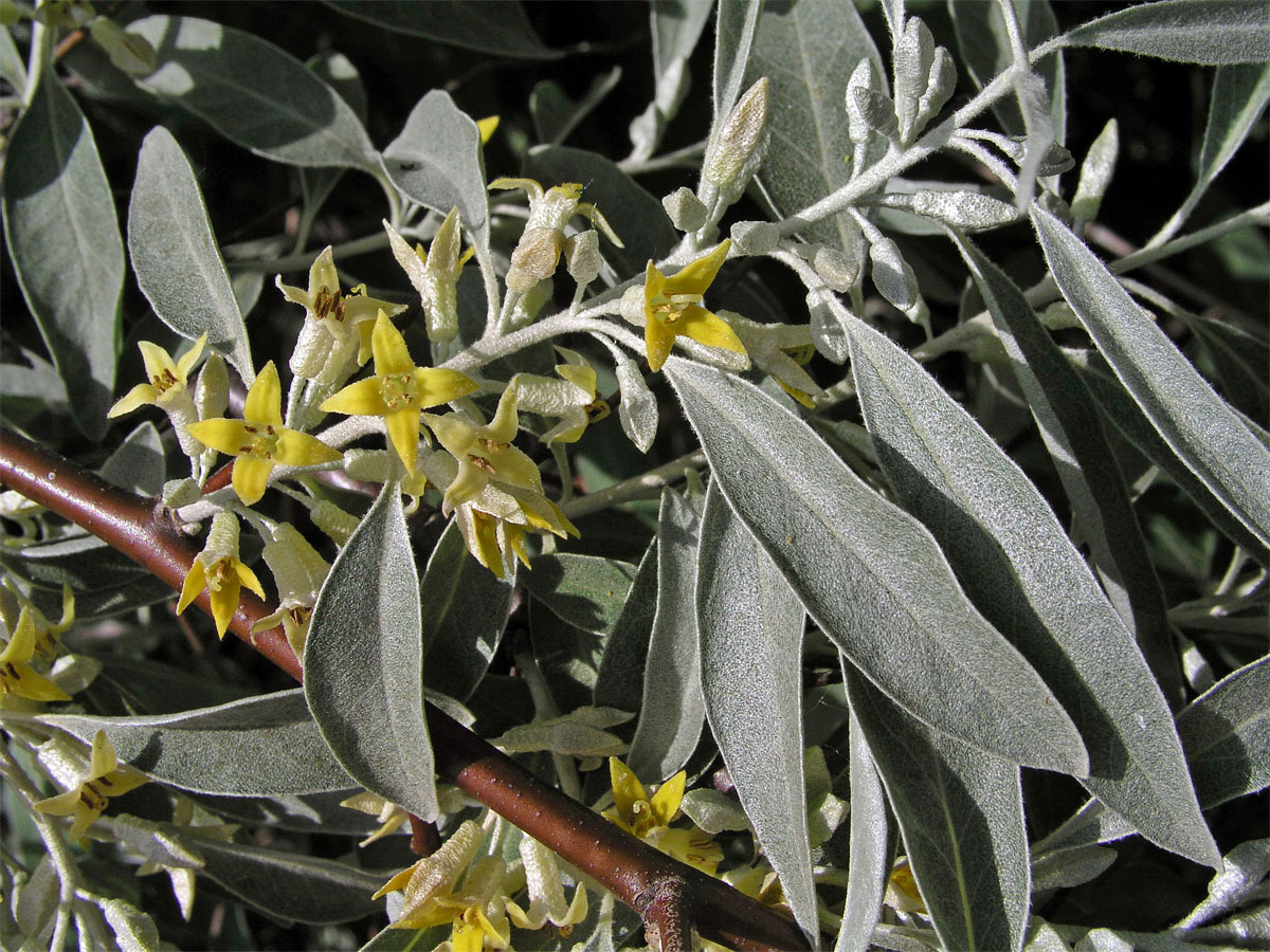 Hlošina úzkolistá (Elaeagnus angustifolia L.)